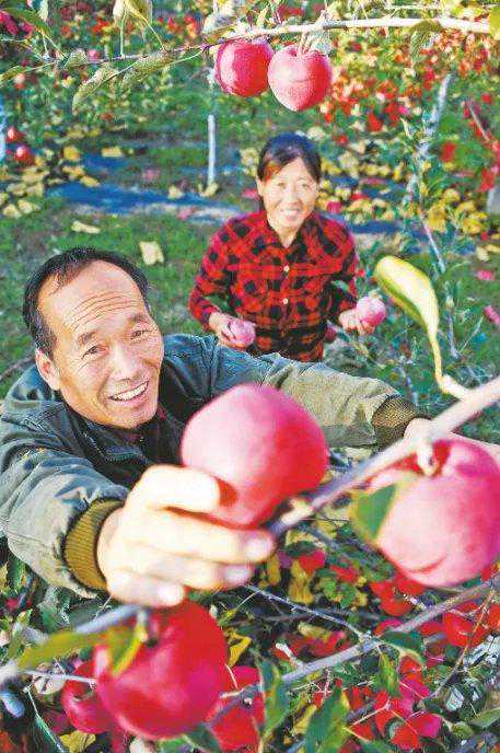 果农们开始了一年中最幸福的农活，卸袋、摘果
