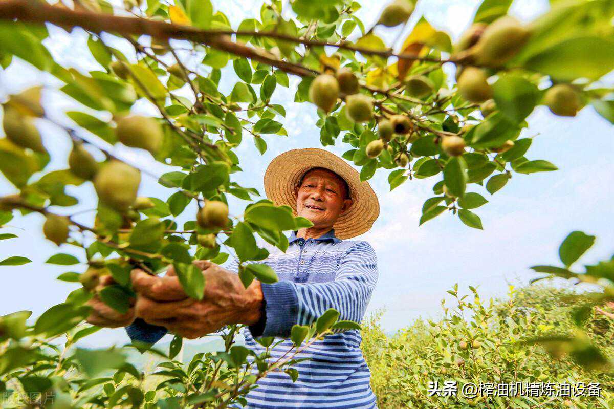 日压榨10吨茶籽榨油机生产线，需要多少钱？答案来了