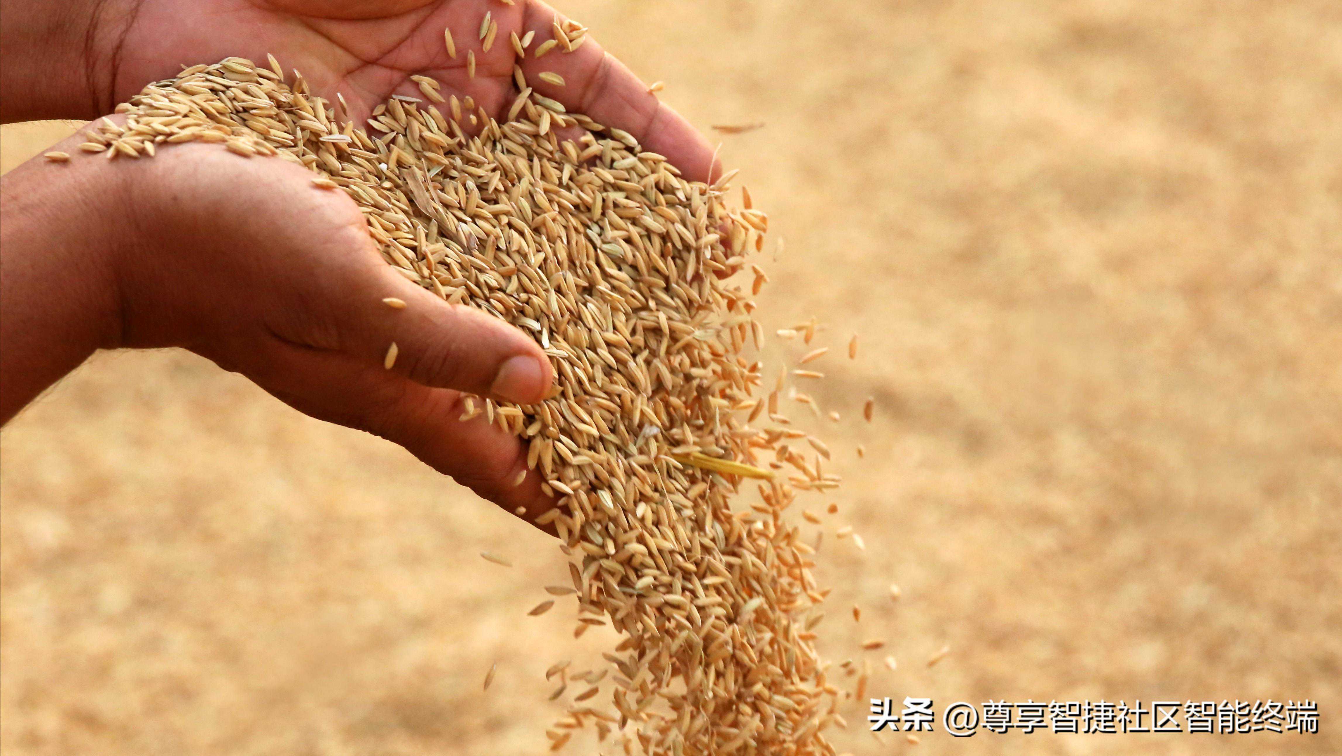 大米行业质量升级，智能碾米机引领市场新趋势