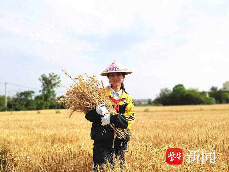 收割捆扎脱粒“全流程”体验，孩子们在麦田里上了一课