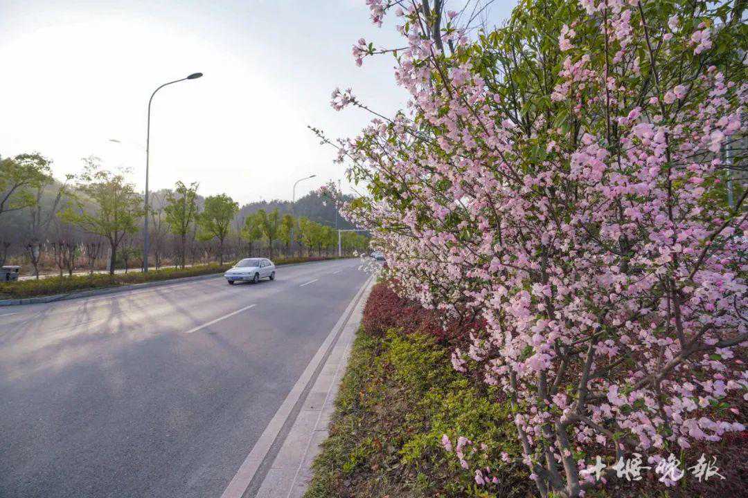 4月14日，十堰全城开跑！记者全程体验赛道