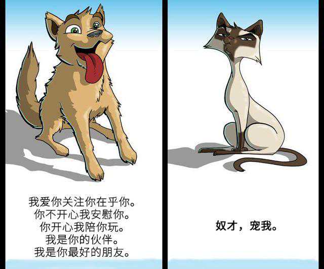 为什么家猫自带“主子气质”？