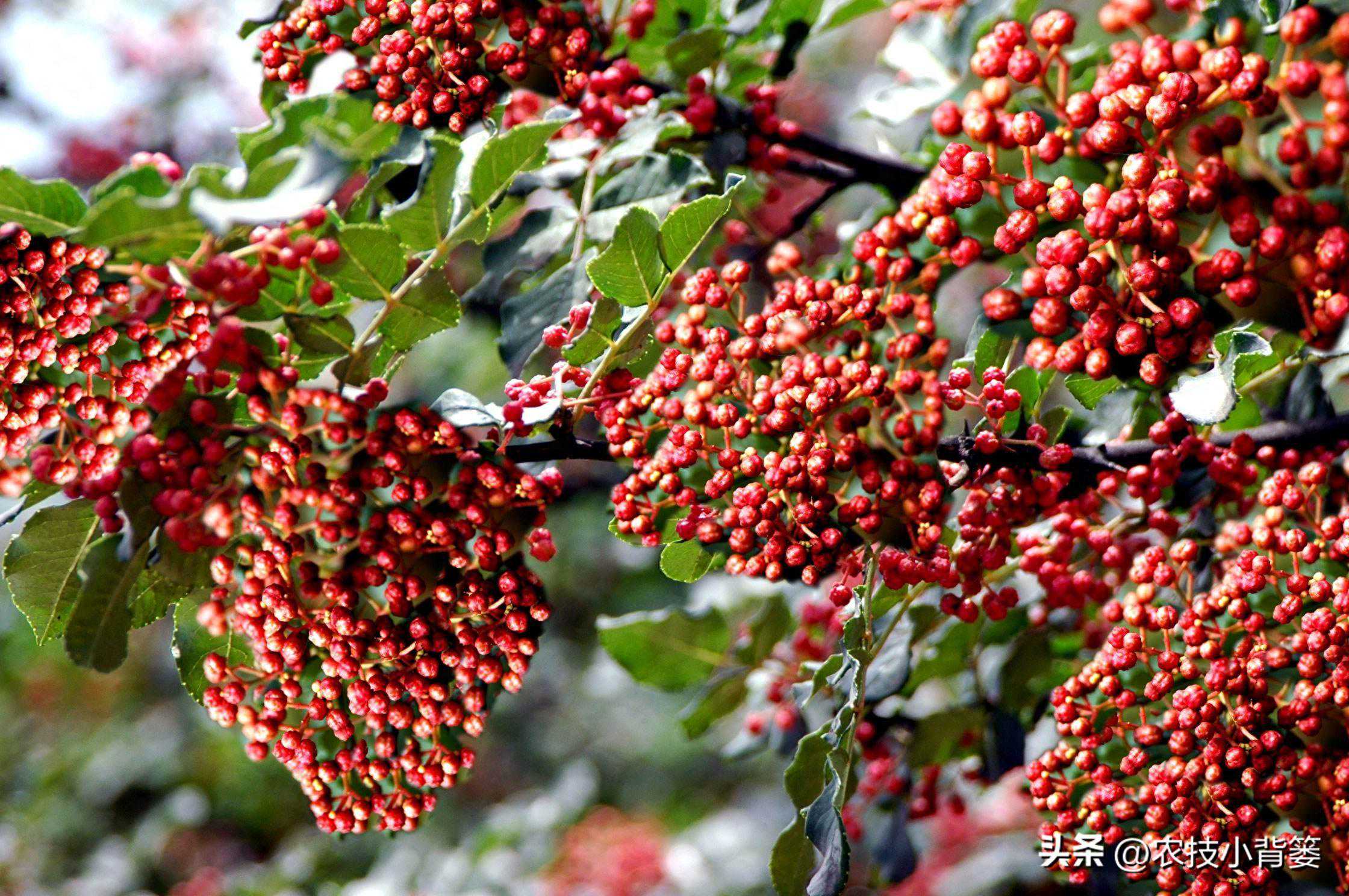 怎样才能种植出好花椒？花椒怎样采种、播种、育苗、定干？